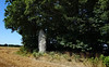 Le menhir de Bignon  Saint-Guyomard - Morbihan - Juillet 2022 - 01