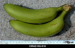 MusaRama, the image bank on all things banana