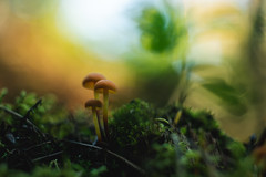 [Small Fungi 26]