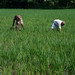 45207-002: Bangladesh: Irrigation Management Improvement Project by Asian Development Bank