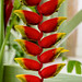 False bird of paradise (Heliconia rostrata) - BVI