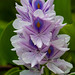 Eichornia crassipes (Water hyacinth) - BVI