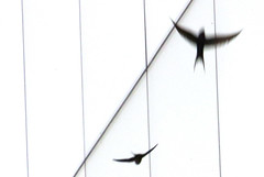 Barn swallow, Hirundo rustica, Ladusvala