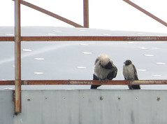 Hooded crow, Corvus cornix, Kråka