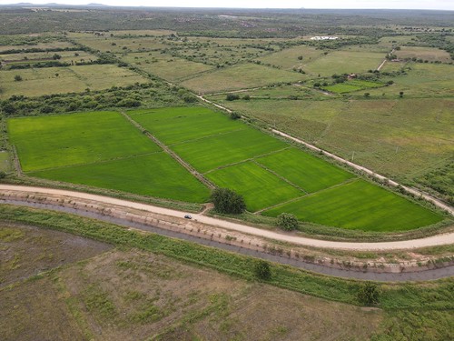 Morada Nova irrigated scheme, Ceara, Brazil