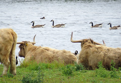 Goldeneye, Canada geese, Highland cattle
