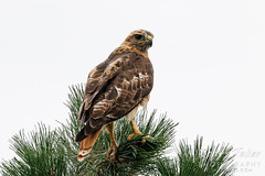 July 24, 2022 - Red tailed hawk hanging out in Thornton. (Tony's Takes)