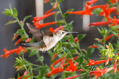 July 21, 2022 - Hummingbird visitor in Thornton. (Tony's Takes)