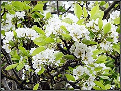 Pear Tree Blossom  ( Close Up )