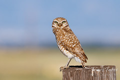 A very focused burrowing owl