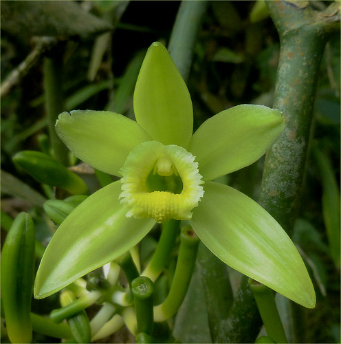Vanilla orchid / Orquídea de vainilla / Orquídea baunilha / Orchidea alla  vaniglia / Vanille-Orchidee - a photo on Flickriver