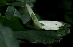 Green-veined white, Pieris napi, Rapsfjäril