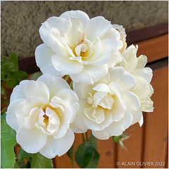 Les Roses Blanches