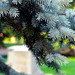 Cincinnati - Spring Grove Cemetery & Arboretum "Blue Spruce In Transition"