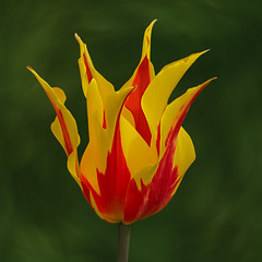 A dancing tulip