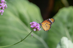 Plain Tiger butterfly (Danaus chrysippus chrysippus)