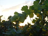 Sunset on the vineyard