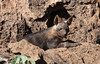 Baby brown hyena, Madikwe by flowcomm, on Flickr