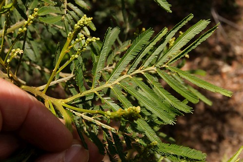 Acacia irrorata subsp. irrorata 181110-5449