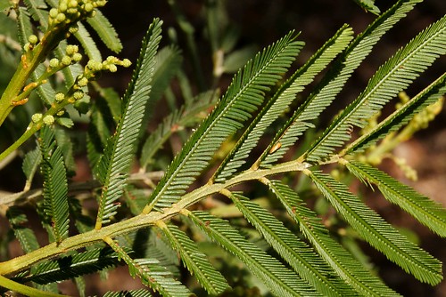 Acacia irrorata subsp. irrorata 181110-5450