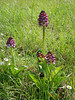 Lady orchids (Orchis purpurea), Cubiere-sur-Signoble