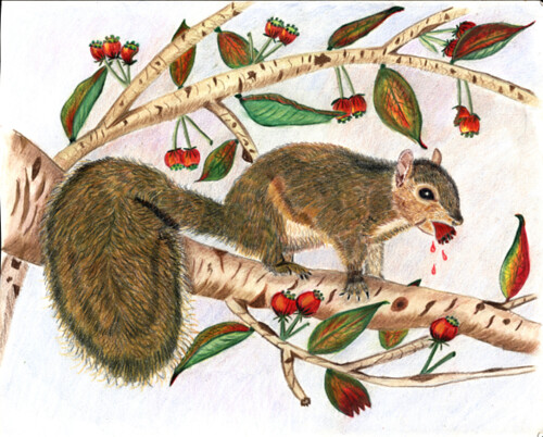 Squirrel Eating Berries by Janice Taylor