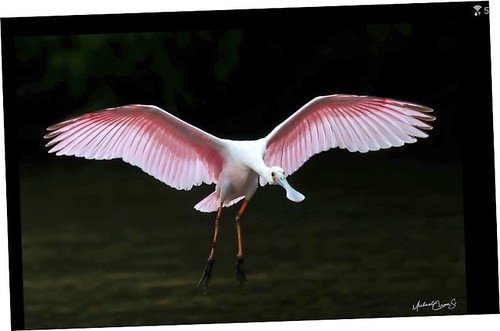 The Pink Flamingo by Ginger Beck
