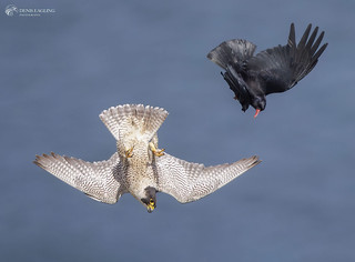 Peregrine being harrased by Chough
