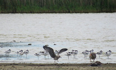 (Gull, greylag geese and) Pied avocet, Recurvirostra avosetta, Skärfläcka