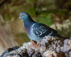 Rock Dove on the Rocks 07-01-22 LCS00870