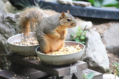 Backyard Red & Fox Squirrels (Ypsilanti, Michigan) - July, 2022 209/2022 47/P365Year15 5160/P365all-time – (July 28, 2022)