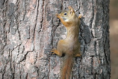 Backyard Red & Fox Squirrels (Ypsilanti, Michigan) - July, 2022 206/2022 44/P365Year15 5157/P365all-time – (July 25, 2022)