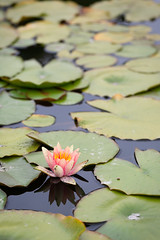 203/365 water lilies