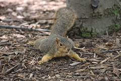 Fox Squirrels in Ann Arbor at the University of Michigan 217/2022 55/P365Year15 5168/P365all-time – (August 5, 2022)