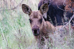 Wide-eyed moose calf stays focused on the photographer