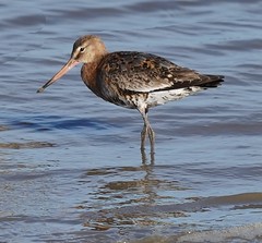 Black-tailed and Bar-Tailed Godwits on the River Blackwater, Heybridge, Essex