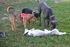 Visit with Runyon to Swift Run Dog Park (Ann Arbor, Michigan) - 219/2022 57/P365Year15 5170/P365all-time – (August 7, 2022)