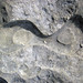 Limestone with chert nodule (Columbus Limestone, Middle Devonian; Mt. Tabor, Ohio, USA) 4
