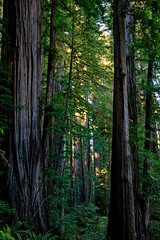Get Yourself to Jedediah Smith Redwoods State Park!