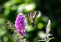 365/218 ~ Tiger Swallowtail