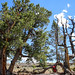 White Bark Pine Monitoring in the Jim McClure Jerry Peak Wilderness