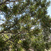 White Bark Pine Monitoring in the Jim McClure Jerry Peak Wilderness