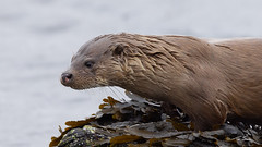 Otter - Shetlands