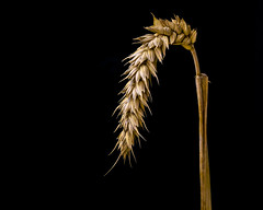 2022 - One Photo A Day - 223/365 - „Wheat“