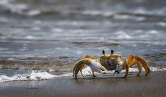 Crabby at the Beach