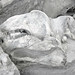 Teleoceras major (fossil barrel-bodied rhino) in fossiliferous volcanic tuff (Ash Hollow Formation, Miocene, 11.83 Ma; Ashfall Fossil Beds, Nebraska, USA) 8