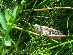 Common field grasshopper, Chorthippus brunneus, Backgräshoppa
