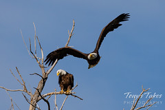 Female bald eagle departs while her mate hangs out