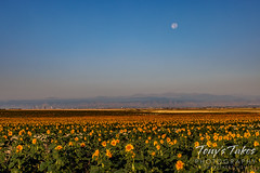 Golden sunflower field beneath the Rocky Mountains and Denver