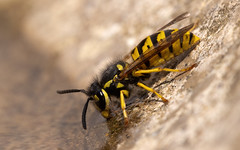 Common wasp at the bird bath